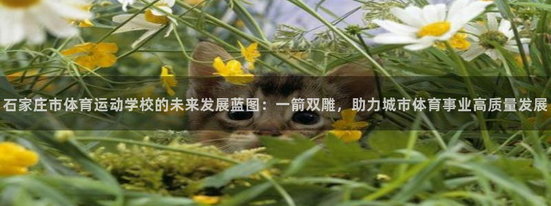 3377体育官网下载注册：石家庄市体育运动学校的未来