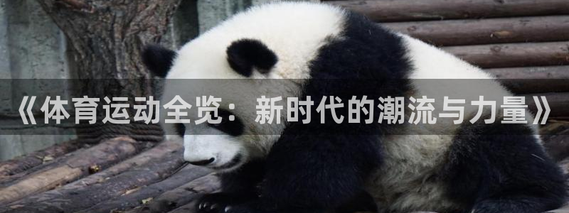 3377体育游戏：《体育运动全览：新